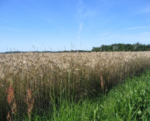 The study, which involved the universities of Aalborg and Vienna, is particularly significant for a country with a strong agricultural tradition such as Denmark. Photo: Jane Tierney Attribution 2.0 Generic CC BY 2.0 Deed