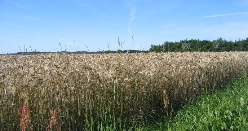 The study, which involved the universities of Aalborg and Vienna, is particularly significant for a country with a strong agricultural tradition such as Denmark. Photo: Jane Tierney Attribution 2.0 Generic CC BY 2.0 Deed