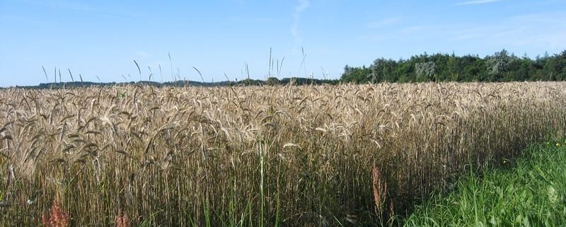 Lo studio, che ha coinvolto le università di Aalborg e di Vienna, assume un significato particolare per un Paese a forte vocazione agricola come la Danimarca. Foto: Jane Tierney Attribution 2.0 Generic CC BY 2.0 Deed