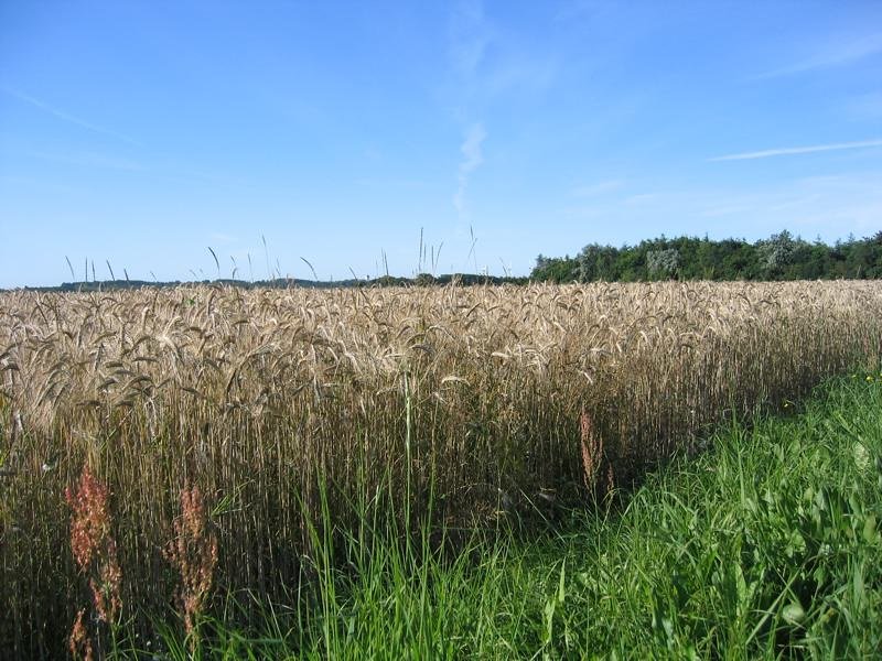 Lo studio, che ha coinvolto le università di Aalborg e di Vienna, assume un significato particolare per un Paese a forte vocazione agricola come la Danimarca. Foto: Jane Tierney Attribution 2.0 Generic CC BY 2.0 Deed