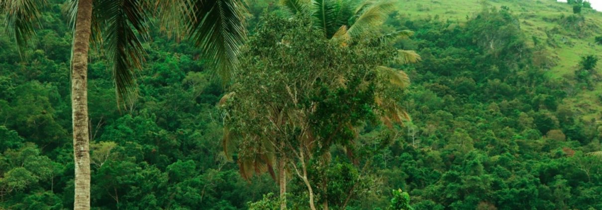 The study has important implications for climate change, as tropical forests are essential carbon sinks for the planet. Photo: pxhere CC0 Public Domain Free for personal and commercial use No attribution required