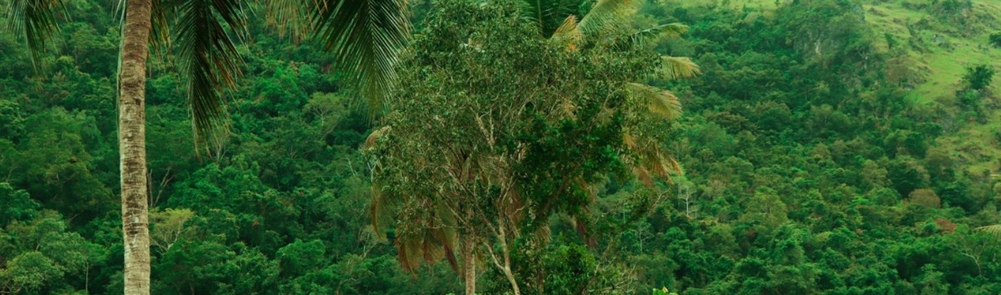 The study has important implications for climate change, as tropical forests are essential carbon sinks for the planet. Photo: pxhere CC0 Public Domain Free for personal and commercial use No attribution required