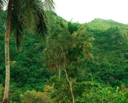 The study has important implications for climate change, as tropical forests are essential carbon sinks for the planet. Photo: pxhere CC0 Public Domain Free for personal and commercial use No attribution required