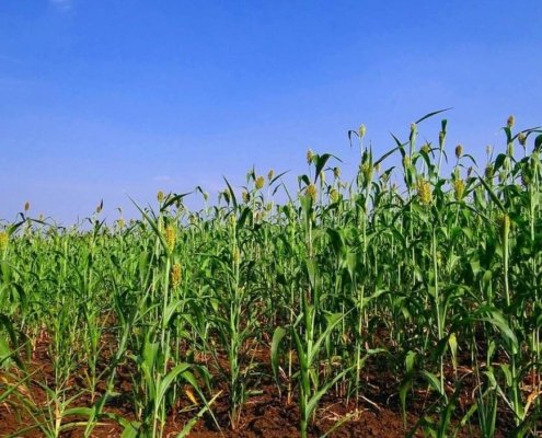 The importance of this technique lies in its applicability to cereal crops, which are fundamental to global food security. Photo: Pixabay Creative Commons CC0 1.0 Universal Public Domain Dedication license