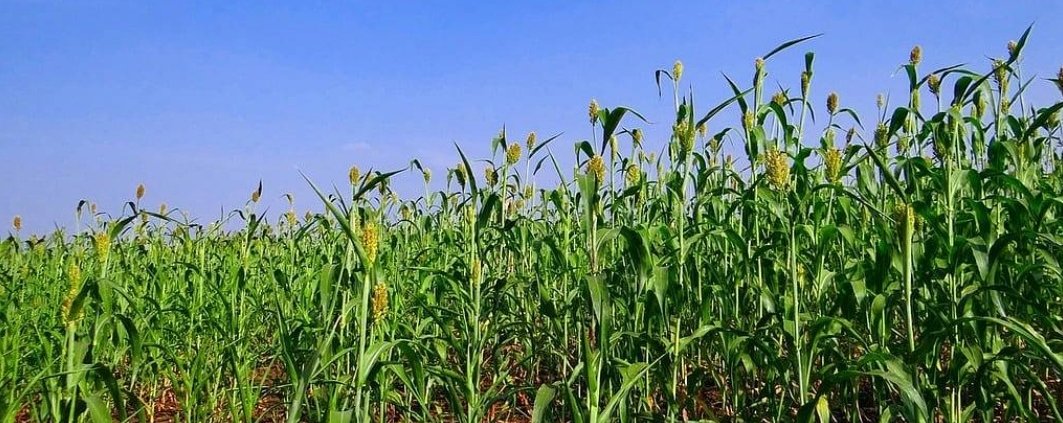 L'importanza della tecnica realizzata è legata all'applicabilità alle colture di cereali, fondamentali per la sicurezza alimentare globale. Foto: Pixabay Creative Commons CC0 1.0 Universal Public Domain Dedication license