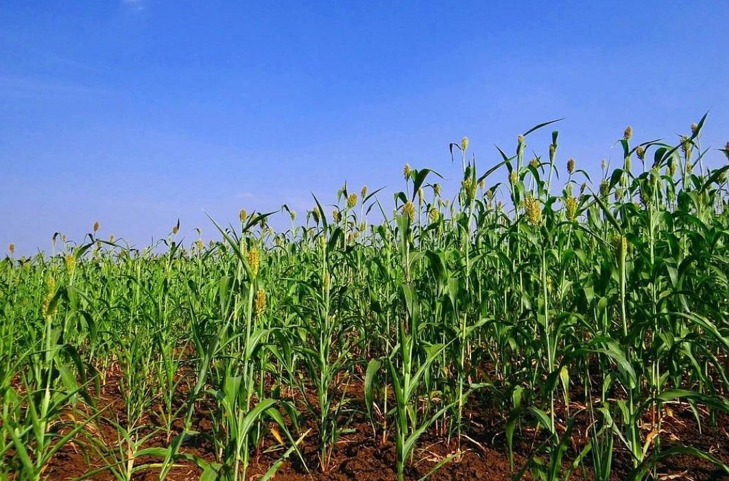 L'importanza della tecnica realizzata è legata all'applicabilità alle colture di cereali, fondamentali per la sicurezza alimentare globale. Foto: Pixabay Creative Commons CC0 1.0 Universal Public Domain Dedication license