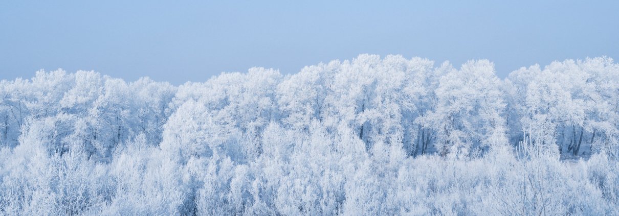 In Europa dal 1990 l'estensione delle foreste è aumentata di oltre 40 milioni di ettari. FOTO: CC0 Public Domain