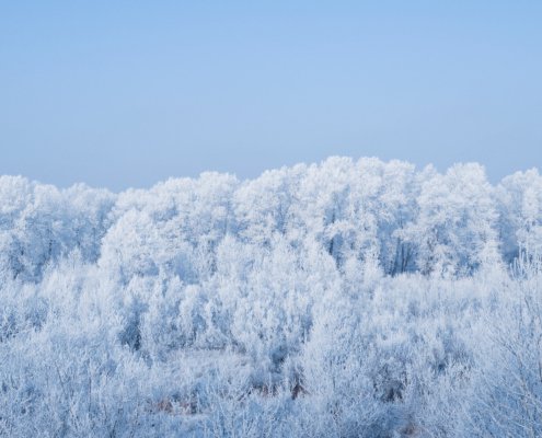In Europa dal 1990 l'estensione delle foreste è aumentata di oltre 40 milioni di ettari. FOTO: CC0 Public Domain