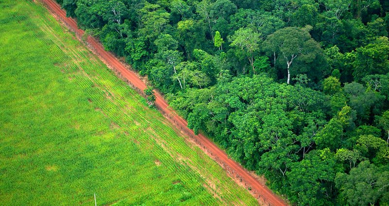 La costruzione di nuove strade è un segnale particolarmente significativo della deforestazione. Molte di esse, tuttavia, sono difficili da individuare. Foto: Kate Evans/CIFOR Attribution-NonCommercial-NoDerivs 2.0 Generic CC BY-NC-ND 2.0 Deed