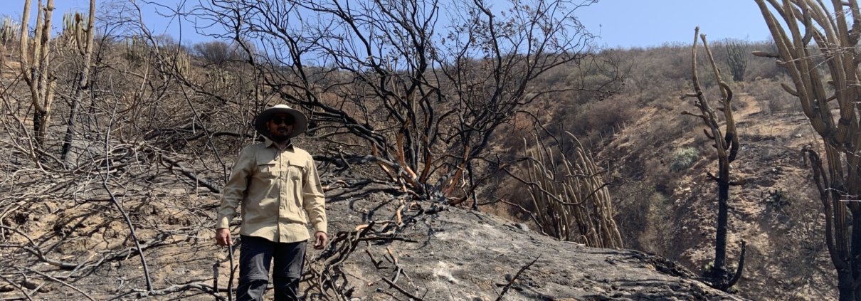 Il capo della ricerca dell'università di Gottinga, Jhenkhar Mallikarjun, in un sito forestale, due giorni dopo l'incendio boschivo nell'ecosistema mediterraneo del Parco Nazionale La Campana, in Cile. PHOTO: Jhenkhar Mallikarjun.