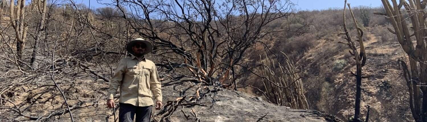 Il capo della ricerca dell'università di Gottinga, Jhenkhar Mallikarjun, in un sito forestale, due giorni dopo l'incendio boschivo nell'ecosistema mediterraneo del Parco Nazionale La Campana, in Cile. PHOTO: Jhenkhar Mallikarjun.