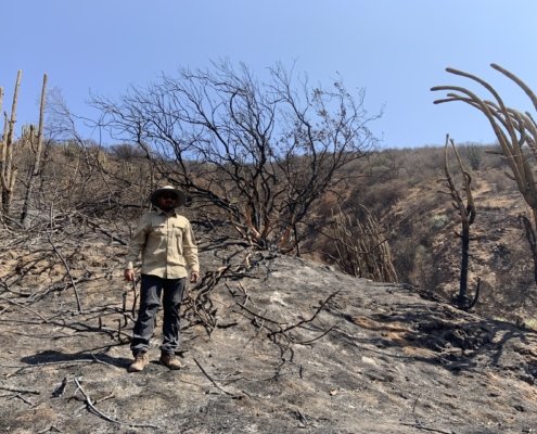 Il capo della ricerca dell'università di Gottinga, Jhenkhar Mallikarjun, in un sito forestale, due giorni dopo l'incendio boschivo nell'ecosistema mediterraneo del Parco Nazionale La Campana, in Cile. PHOTO: Jhenkhar Mallikarjun.