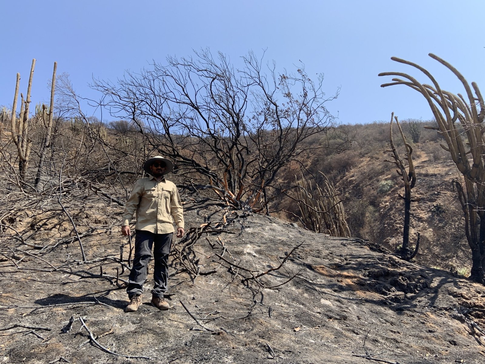 Il capo della ricerca dell'università di Gottinga, Jhenkhar Mallikarjun, in un sito forestale, due giorni dopo l'incendio boschivo nell'ecosistema mediterraneo del Parco Nazionale La Campana, in Cile. PHOTO: Jhenkhar Mallikarjun.
