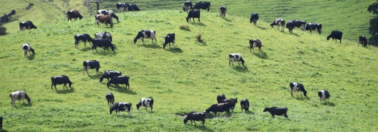 Grasslands currently store about one-third of the planet's terrestrial carbon. However, they are subject to different dynamics and the impact of livestock. Photo: Pxhere CC0 Public Domain Free for personal and commercial use No attribution required