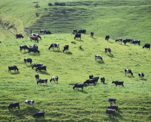 Grasslands currently store about one-third of the planet's terrestrial carbon. However, they are subject to different dynamics and the impact of livestock. Photo: Pxhere CC0 Public Domain Free for personal and commercial use No attribution required