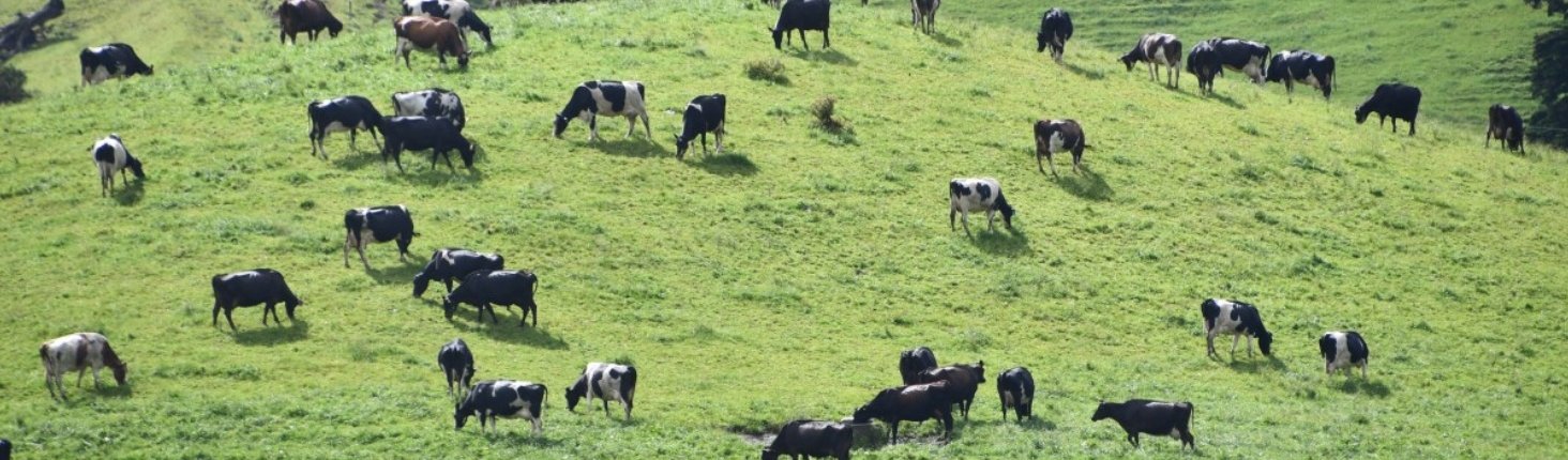 Le praterie conservano a oggi circa un terzo del carbonio terrestre del Pianeta. E sono soggette alle differenti dinamiche dell’elemento e all’impatto del bestiame. Foto: Pxhere CC0 Public Domain Free for personal and commercial use No attribution required