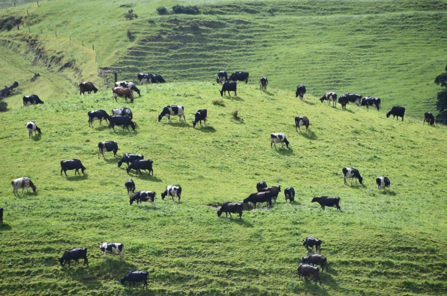 Le praterie conservano a oggi circa un terzo del carbonio terrestre del Pianeta. E sono soggette alle differenti dinamiche dell’elemento e all’impatto del bestiame. Foto: Pxhere CC0 Public Domain Free for personal and commercial use No attribution required