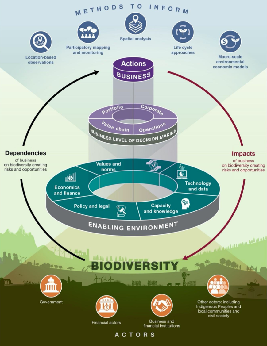 Le imprese dipendono dalla biodiversità e la influenzano, creando rischi e opportunità. Esistono metodi per misurare gli impatti e le dipendenze aziendali. Questi possono essere utilizzati per orientare le azioni a tutti i livelli del processo decisionale (di portafoglio, aziendale, della catena del valore e operativo). Le imprese, comprese le istituzioni finanziarie, collaborando con governi, attori finanziari e altri attori (tra cui la società civile, le popolazioni indigene e le comunità locali), possono creare un ambiente favorevole. Ciò può essere ottenuto attraverso cambiamenti nei quadri politici, legali e normativi ("politici e legali"), nei sistemi economici e finanziari ("economia e finanza"), nei valori sociali, nelle norme e nella cultura ("valori e norme"), nella tecnologia e nei dati, nelle capacità e nella conoscenza. FONTE: IPBES 2026.