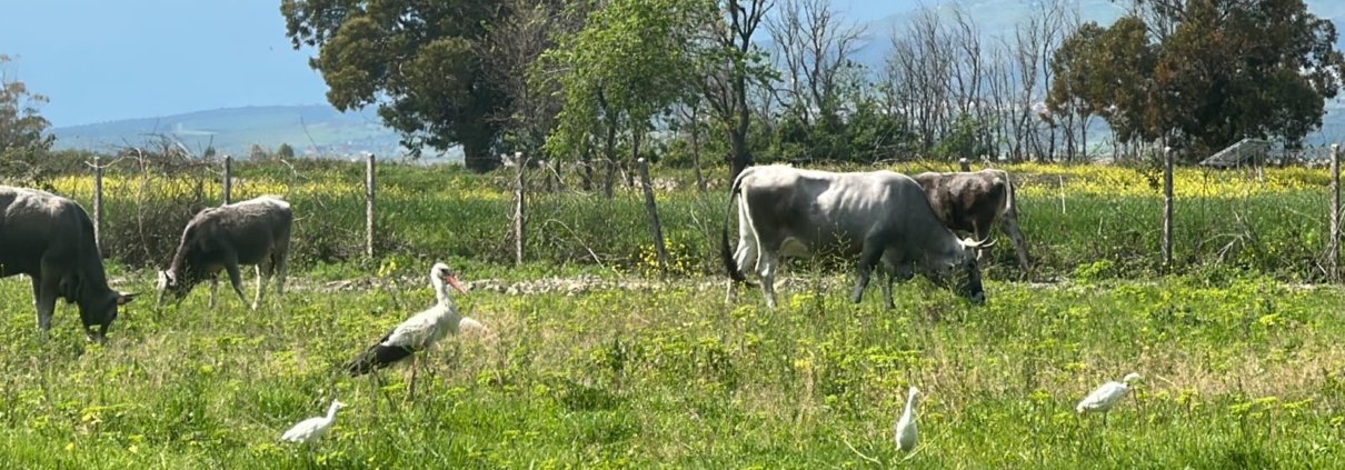 Il progetto che coinvolge l’Azienda Agricola Terzeria è un esempio concreto di integrazione tra attività produttiva e conservazione ambientale. Foto: Terzeria
