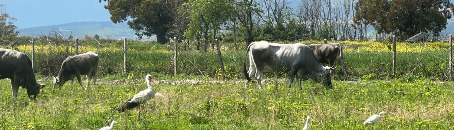 Il progetto che coinvolge l’Azienda Agricola Terzeria è un esempio concreto di integrazione tra attività produttiva e conservazione ambientale. Foto: Terzeria