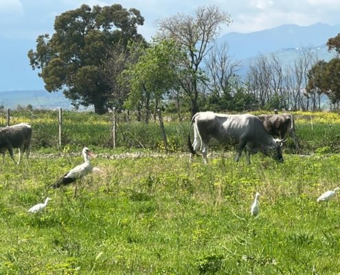 Il progetto che coinvolge l’Azienda Agricola Terzeria è un esempio concreto di integrazione tra attività produttiva e conservazione ambientale. Foto: Terzeria