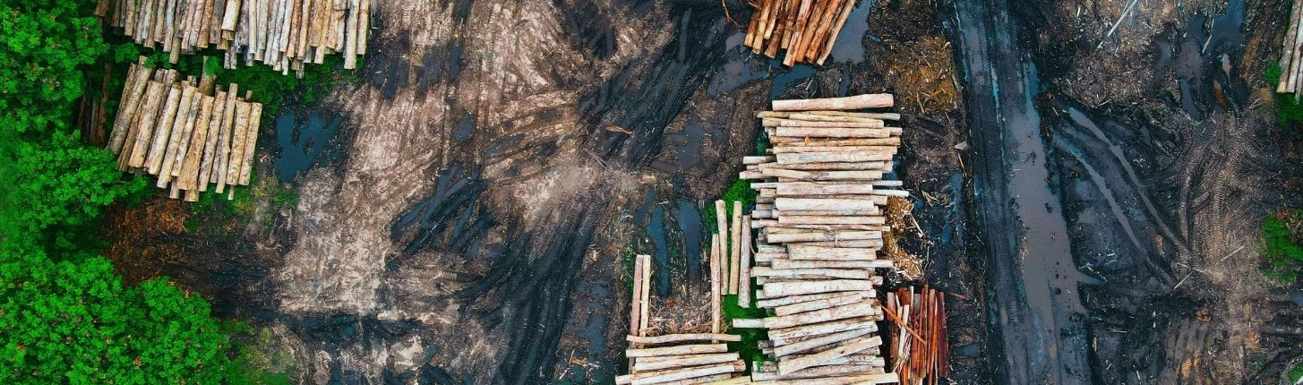 In Southeast Asia, deforestation and land conversion have released more carbon and greenhouse gases than any other activity over the past two decades. Photo: Pok Rie Pexels free to use