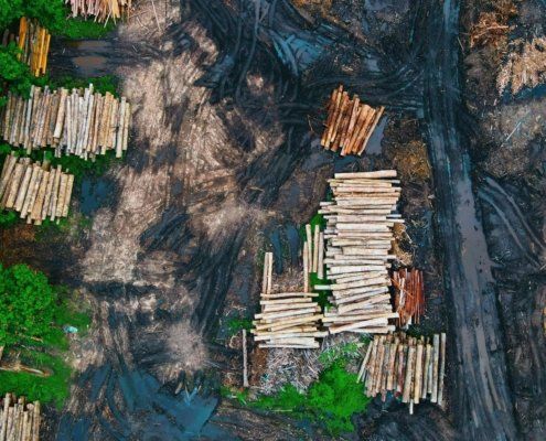 In Southeast Asia, deforestation and land conversion have released more carbon and greenhouse gases than any other activity over the past two decades. Photo: Pok Rie Pexels free to use