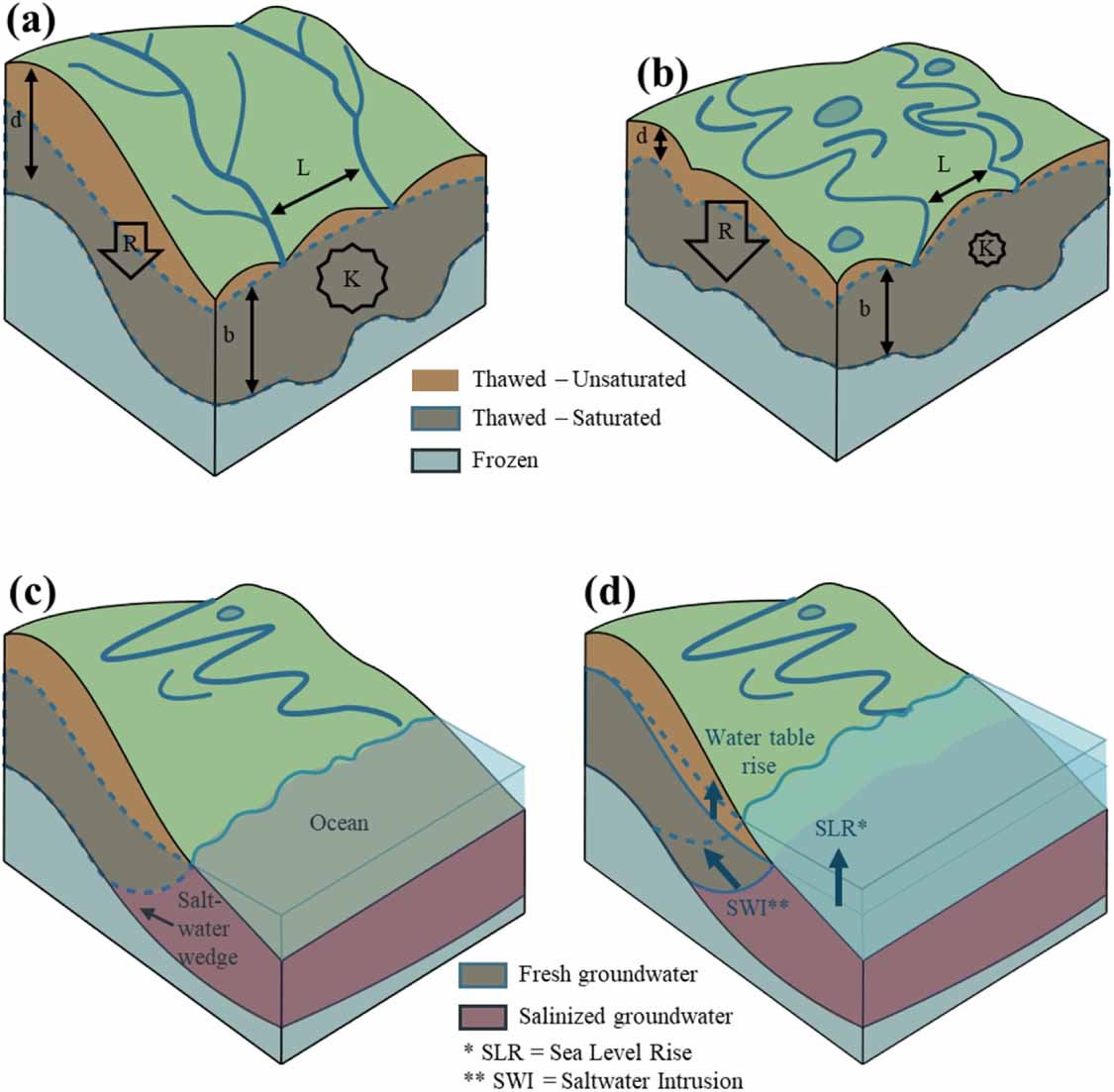 Figura 1. Le falde acquifere sopra il permafrost possono essere caratterizzate da alta (a) o bassa(b) permeabilità. Le condizioni costiere (c), come l'innalzamento della falda e la salinità del sottosuolo, sono influenzate dal livello del mare e dalla permeabilità. L'innalzamento delle acque marine (d) può provocare un movimento analogo della falda freatica in prossimità della costa e l'intrusione verso l'entroterra del cuneo salino sotterraneo. Fonte: Bay Berry et al 2026 "Classifying pan-Arctic supra-permafrost aquifer function under present and projected conditions" https://iopscience.iop.org/article/10.1088/1748-9326/ae358e, Environ. Res. Lett. 21 024017 
