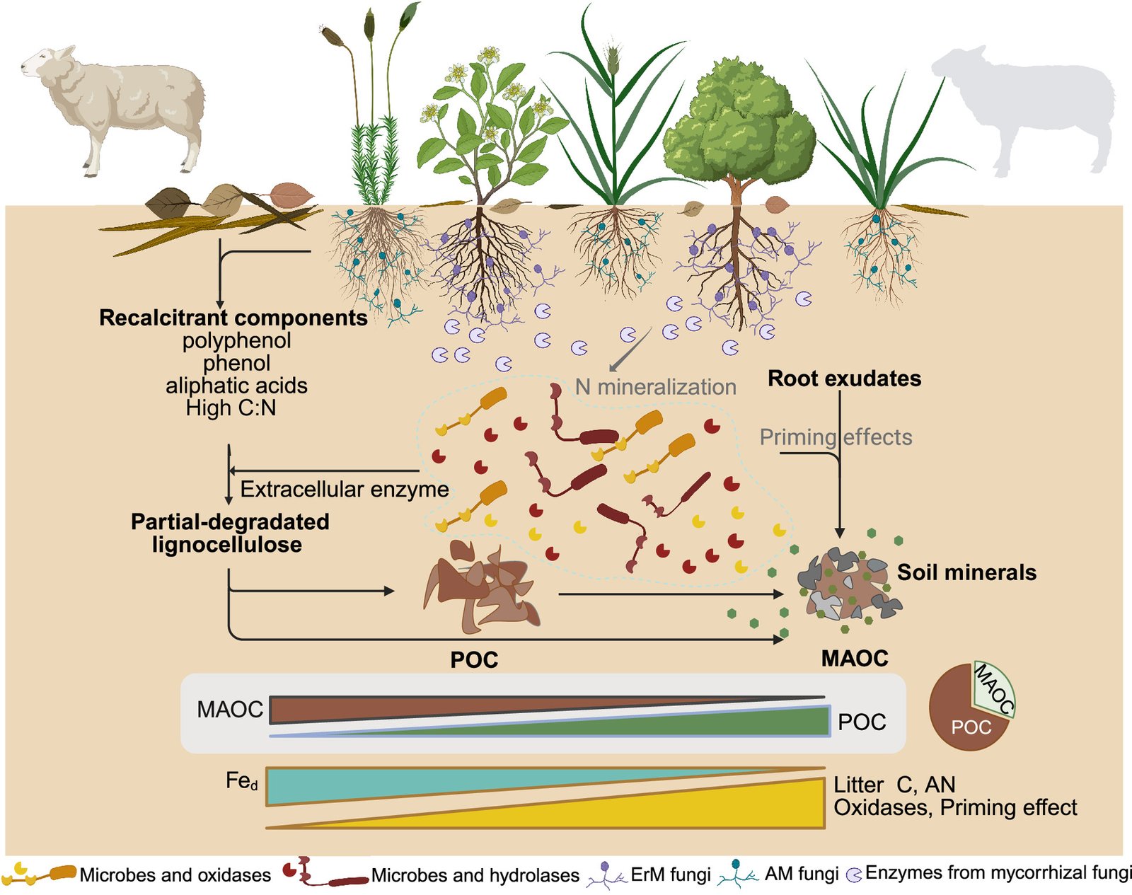 La cessazione del pascolo cambia la vegetazione: aumenta la concentrazione di arbusti con micorrize ericoidi e diminuisce quella delle graminacee. Questo fenomeno rende la lettiera più resistente alla decomposizione, fa aumentare l’umidità del suolo e diminuire la protezione minerale impattando sui processi microbici. Ne derivano un aumento del carbonio a ciclo veloce e una riduzione di quello stabile a lungo termine. Fonte: L. Zhou, S. Liu, M. Schrama, D. Ashworth, & R.D. Bardgett, Grazer exclusion is associated with higher fast-cycling carbon pools but lower slow-cycling mineral-associated carbon across grasslands, Proc. Natl. Acad. Sci. U.S.A. 123 (6) e2512048123, https://doi.org/10.1073/pnas.2512048123 (2026), Created with BioRender.com. Attribution 4.0 International CC BY 4.0 Deed