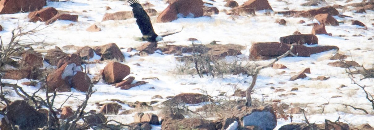 biodiversità inquinamento contaminazione