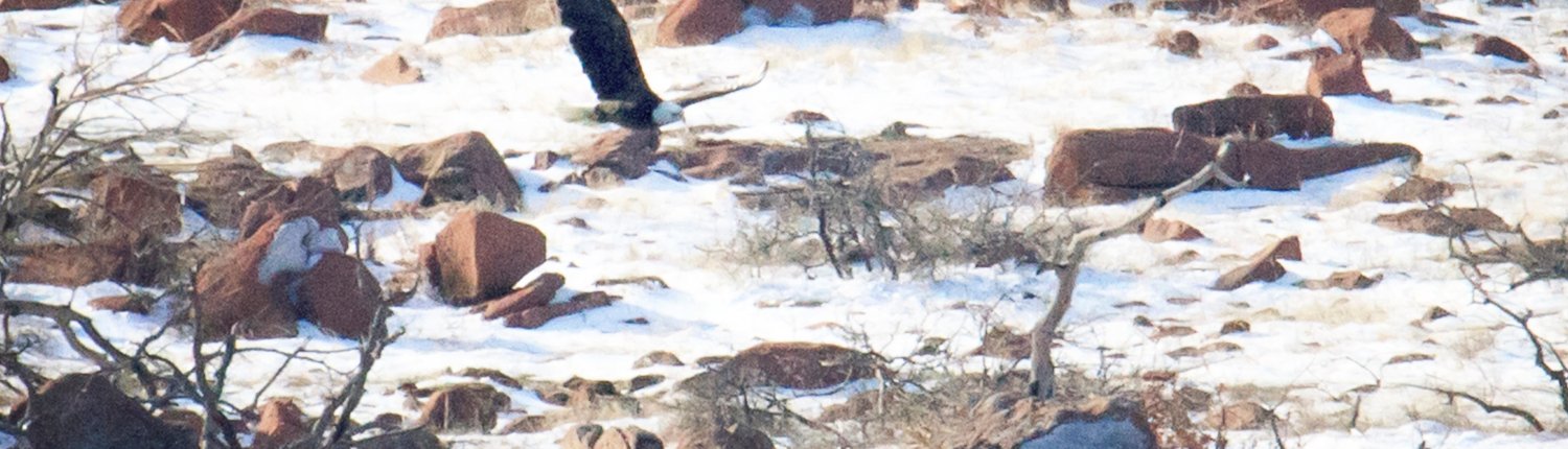 biodiversità inquinamento contaminazione