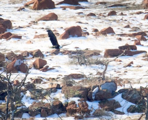 biodiversità inquinamento contaminazione