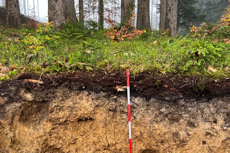 According to researchers, trees, forest soils, and dead wood in Germany store a total of 2.2 billion tons of carbon. Photo: © Thünen Institute/Marius Möller press release