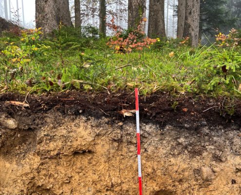 Secondo i ricercatori, in Germania, gli alberi, i suoli forestali e il legno morto conservano un totale di 2,2 miliardi di tonnellate di carbonio. Foto: © Thünen-Institut/Marius Möller press release