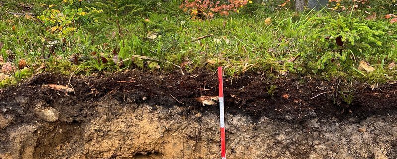 Secondo i ricercatori, in Germania, gli alberi, i suoli forestali e il legno morto conservano un totale di 2,2 miliardi di tonnellate di carbonio. Foto: © Thünen-Institut/Marius Möller press release