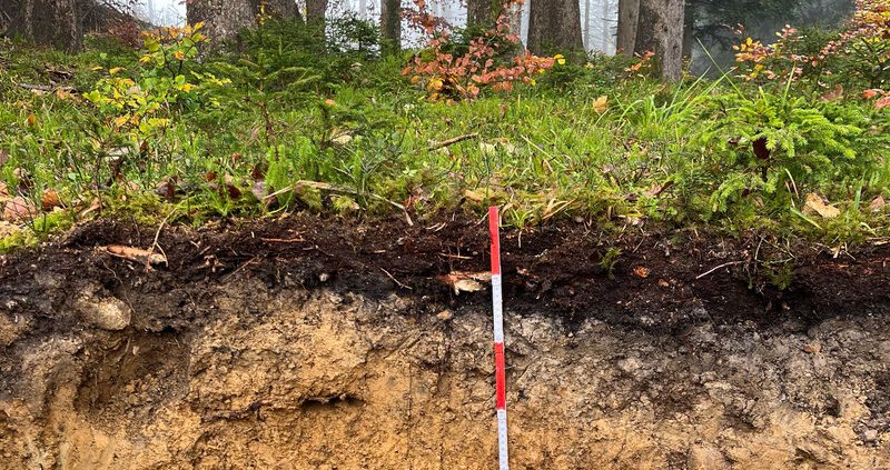 Secondo i ricercatori, in Germania, gli alberi, i suoli forestali e il legno morto conservano un totale di 2,2 miliardi di tonnellate di carbonio. Foto: © Thünen-Institut/Marius Möller press release