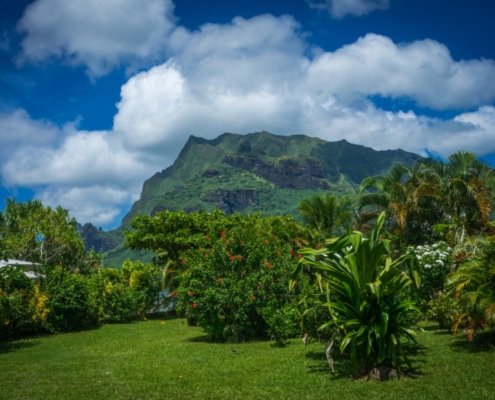 In highly productive areas, such as tropical and temperate ecosystems, the efficiency of carbon use by microbes decouples from the respiration rate once this exceeds a critical threshold. Photo: pxhere CC0 1.0 Universal CC0 1.0 Deed