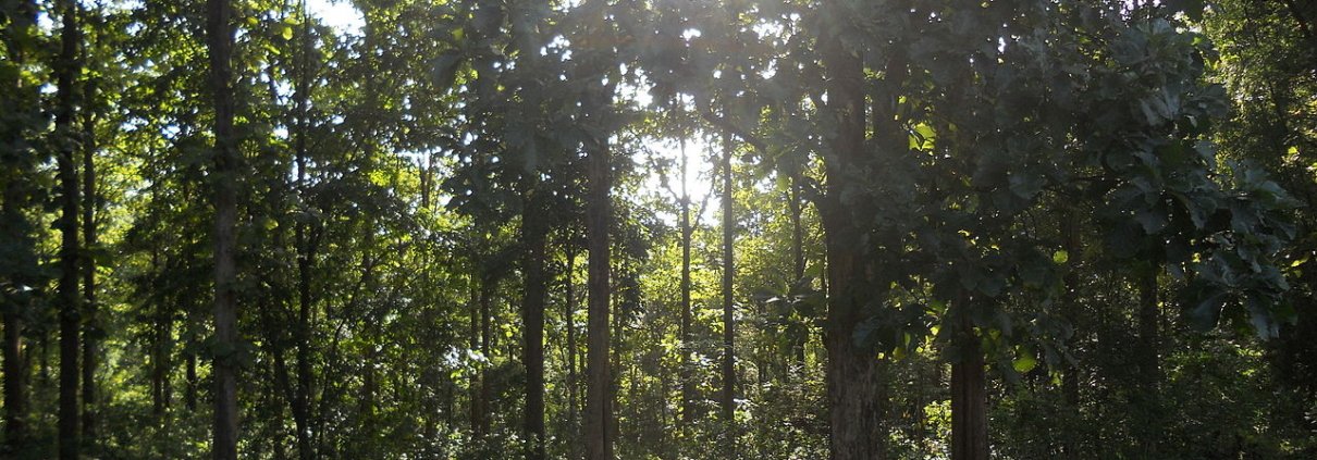 In Kerala, in southern India, natural forests store an average of 16.61 grams of carbon per kilogram of soil, compared to 11.82 grams in teak plantations. Photo: Parambikulam Tiger Conservation Foundation Attribution-ShareAlike 4.0 International CC BY-SA 4.0 Deed