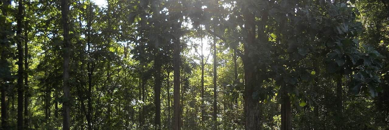 In Kerala, in southern India, natural forests store an average of 16.61 grams of carbon per kilogram of soil, compared to 11.82 grams in teak plantations. Photo: Parambikulam Tiger Conservation Foundation Attribution-ShareAlike 4.0 International CC BY-SA 4.0 Deed