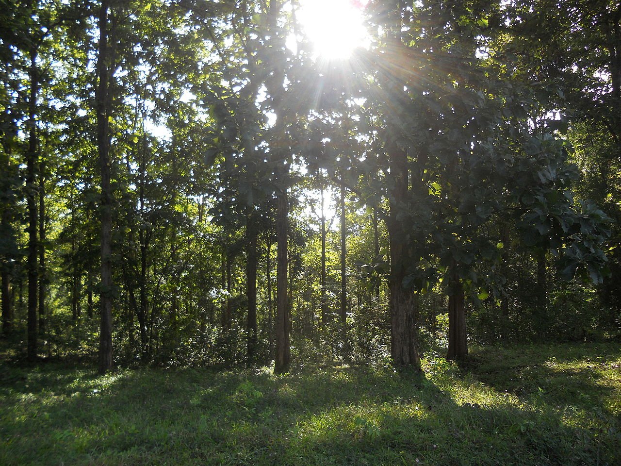 In Kerala, in southern India, natural forests store an average of 16.61 grams of carbon per kilogram of soil, compared to 11.82 grams in teak plantations. Photo: Parambikulam Tiger Conservation Foundation Attribution-ShareAlike 4.0 International CC BY-SA 4.0 Deed