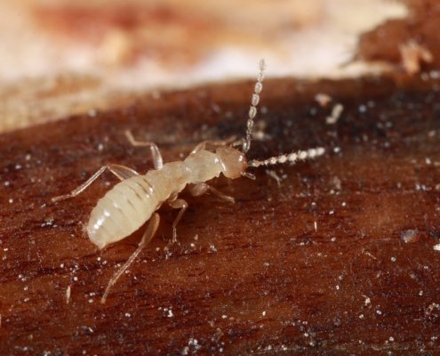 Insect frass is a natural soil amendment that improves soil fertility and is attracting increasing interest in agriculture. Photo: Angal insect Attribution-ShareAlike 4.0 International CC BY-SA 4.0 Deed