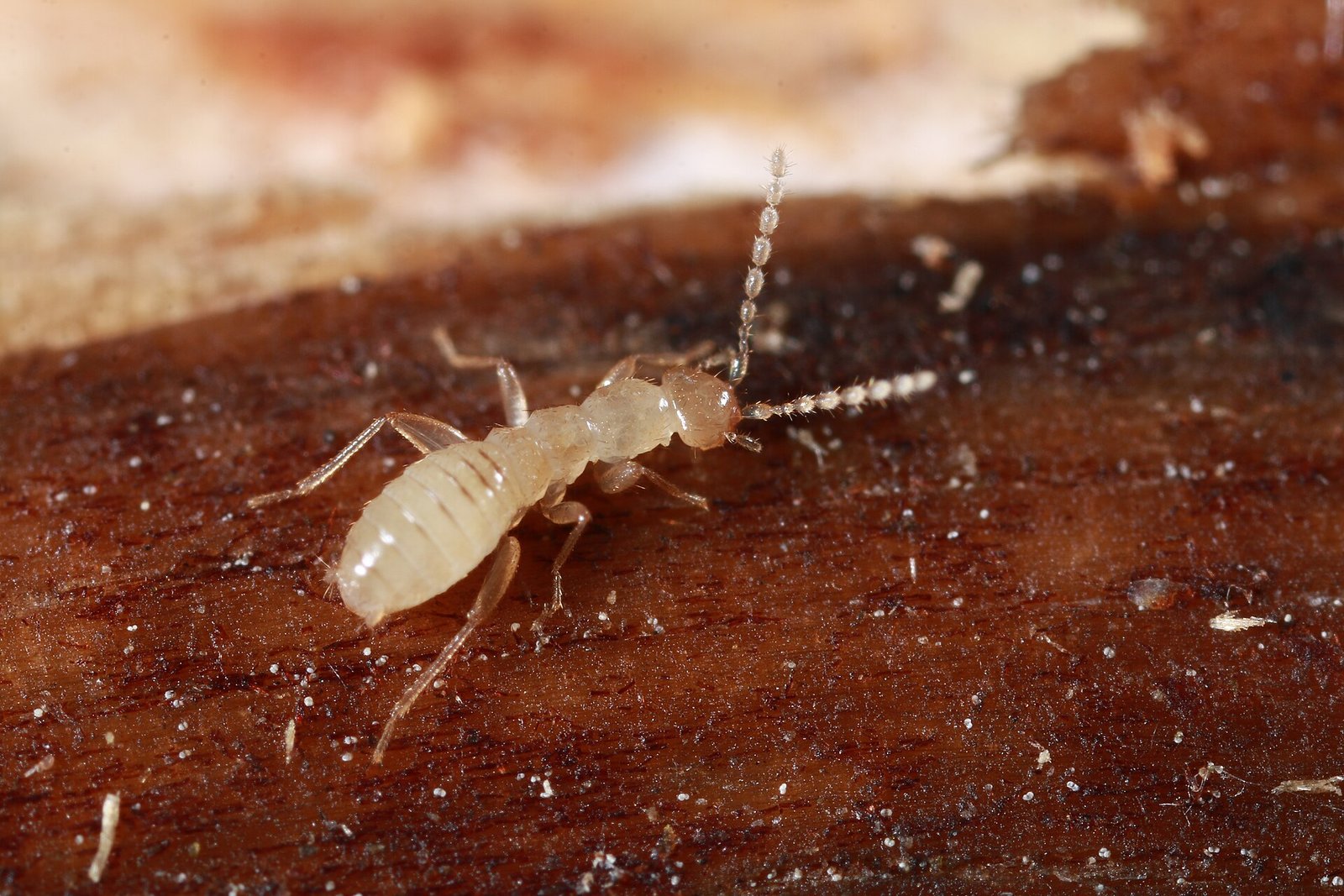 Insect frass is a natural soil amendment that improves soil fertility and is attracting increasing interest in agriculture. Photo: Angal insect Attribution-ShareAlike 4.0 International CC BY-SA 4.0 Deed