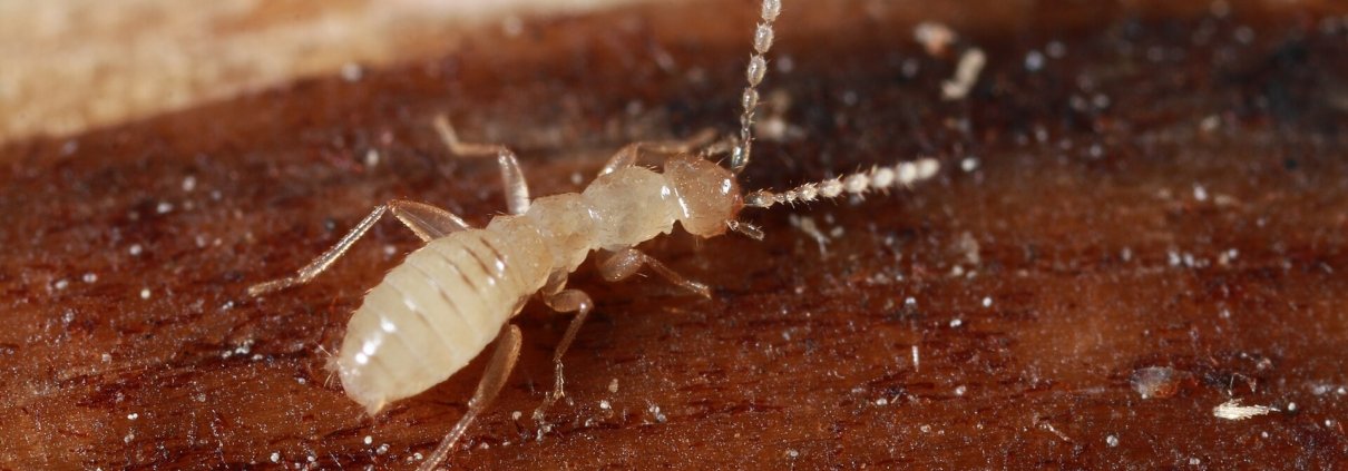 Il frass degli insetti è un ammendante naturale che migliora la fertilità del suolo e interessa sempre più l’agricoltura. Foto: Angal insect Attribution-ShareAlike 4.0 International CC BY-SA 4.0 Deed