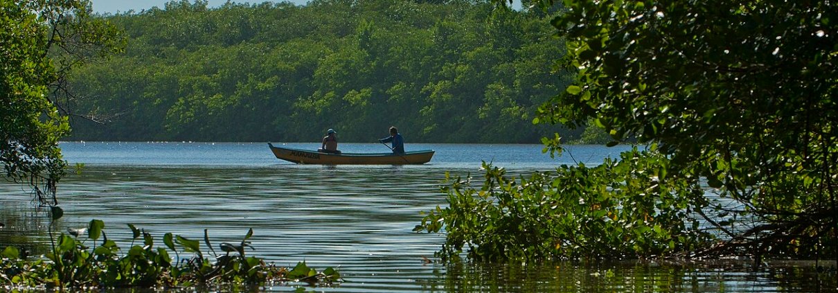 Mangrove swamp in Bahia. These plants cover 1.4 million hectares in Brazil, making it the second-largest mangrove area in the world after Indonesia. Photo: Jonathan Wilkins Attribution-ShareAlike 3.0 Unported CC BY-SA 3.0 Deed