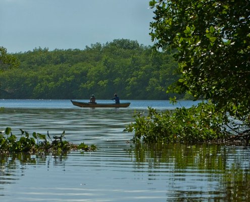 Palude di mangrovie a Bahia. Queste piante si estendono in Brasile per 1,4 milioni di ettari costituendo la seconda area più estesa al mondo dopo quella rilevata in Indonesia. Foto: Jonathan Wilkins Attribution-ShareAlike 3.0 Unported CC BY-SA 3.0 Deed
