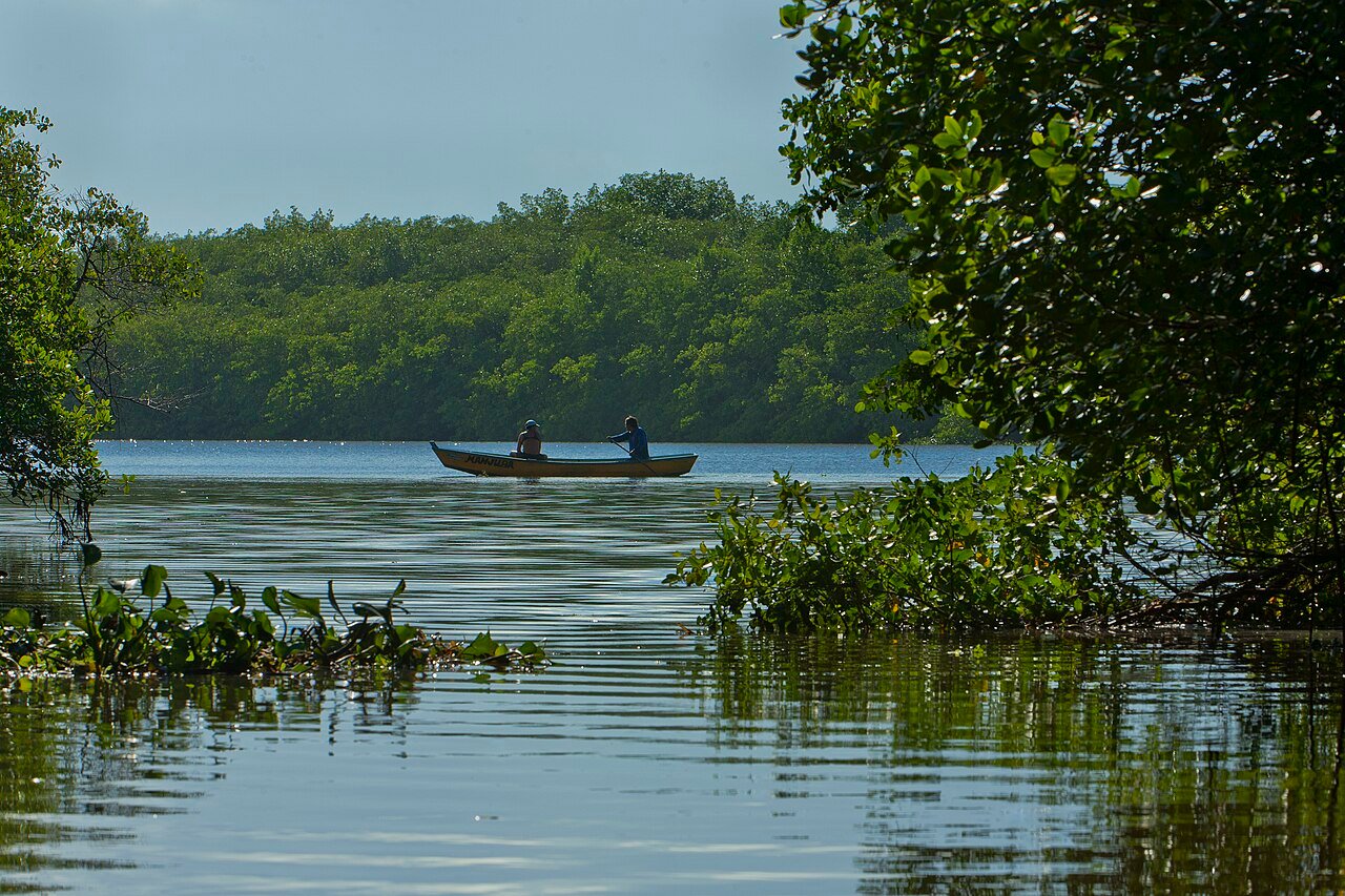 Palude di mangrovie a Bahia. Queste piante si estendono in Brasile per 1,4 milioni di ettari costituendo la seconda area più estesa al mondo dopo quella rilevata in Indonesia. Foto: Jonathan Wilkins Attribution-ShareAlike 3.0 Unported CC BY-SA 3.0 Deed
