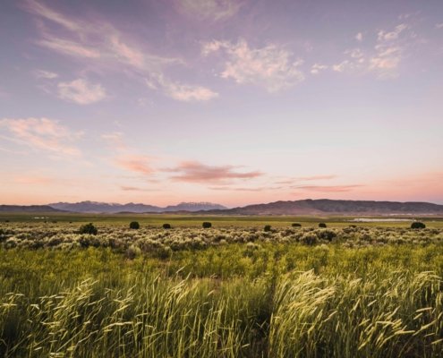 Il riscaldamento globale non cambia solo il paesaggio visibile ma altera profondamente le relazioni invisibili tra piante e funghi nel suolo. Foto: Pexels Free to use