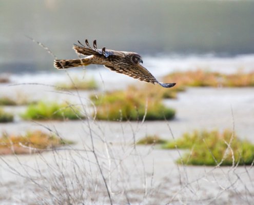 Peatlands used for paludiculture are home to about three times as many birds as drained grasslands, reaching levels similar to those of natural wetlands. Photo: Melissa McMasters Attribution 2.0 Generic CC BY 2.0 Deed