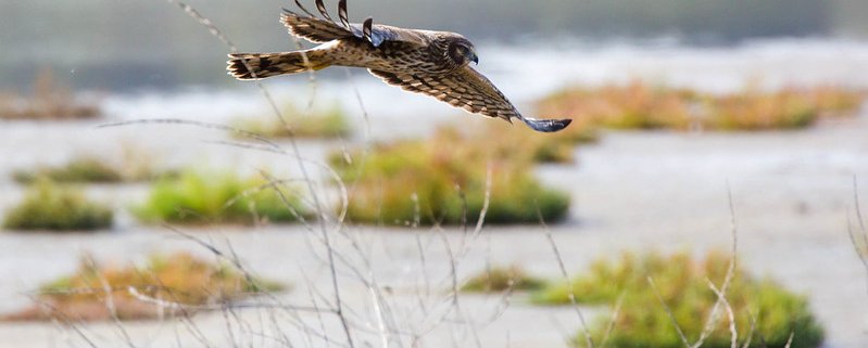 Peatlands used for paludiculture are home to about three times as many birds as drained grasslands, reaching levels similar to those of natural wetlands. Photo: Melissa McMasters Attribution 2.0 Generic CC BY 2.0 Deed