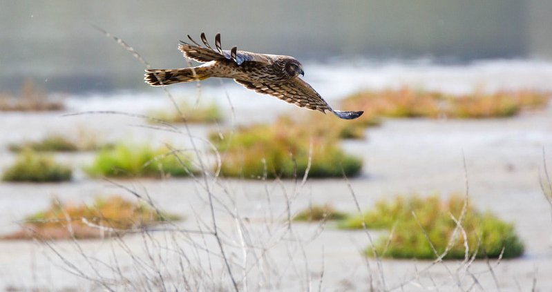 Le torbiere vocate alla paludicoltura ospitano circa tre volte più uccelli rispetto ai prati drenati, raggiungendo livelli simili a quelli delle zone umide naturali. Foto: Melissa McMasters Attribution 2.0 Generic CC BY 2.0 Deed